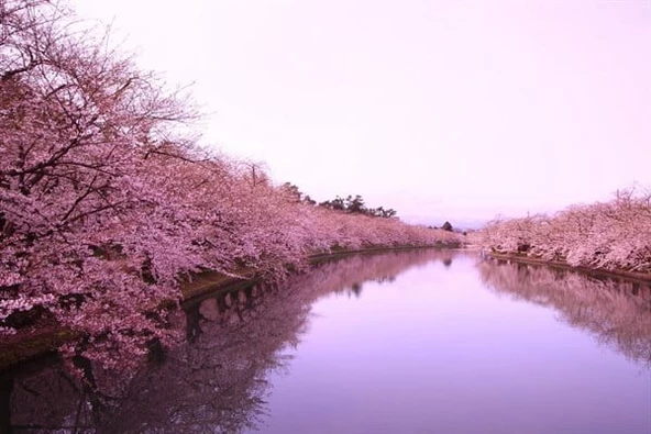 Meguro Nehri Kiraz Çiçeği - Kanvas Tablo - 2
