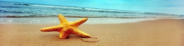 Deniz Yıldızı - Kanvas Tablo - Resim 2