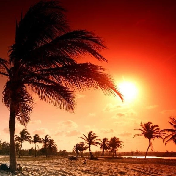 Palmiye Ağaçları - Kanvas Tablo ürün görseli