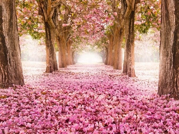 Pembe Çiçekli Yol - Kanvas Tablo ürün görseli