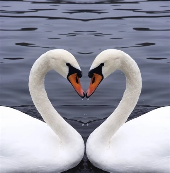 Aşık Kuğular - Kanvas Tablo ürün görseli