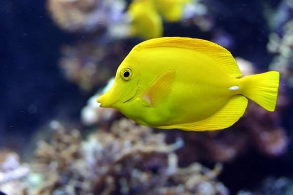 Sarı Balık - Kanvas Tablo - Resim 2