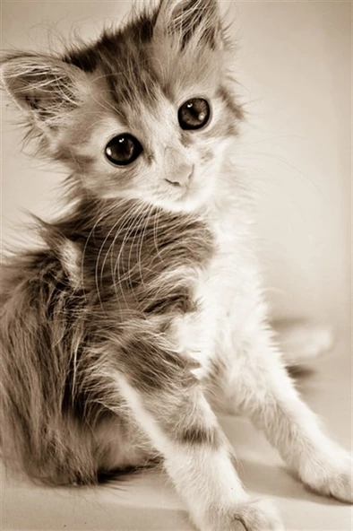 Islak Kedi Yavrusu - Kanvas Tablo ürün görseli