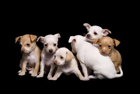 Köpek Yavruları - Kanvas Tablo