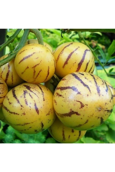 Ağaç Kavunu Pepino Fidanı 10-20 cm - Resim 2