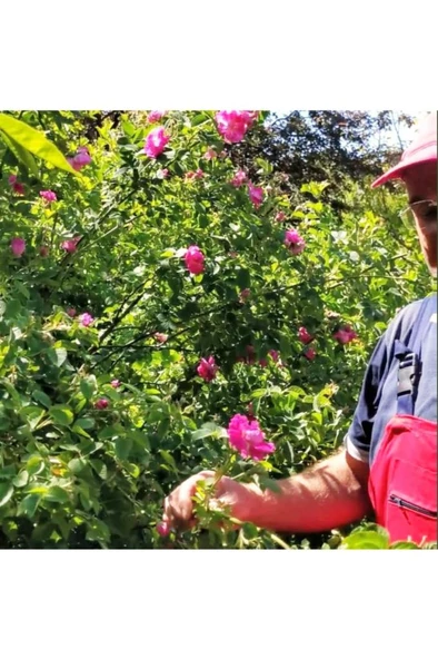 Gül Fidesi  Isparta Gülü Fidesi 10-20 cm - Resim 2