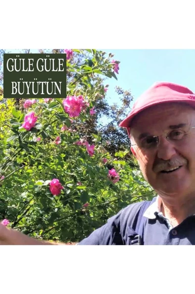 Gül Fidesi  Isparta Gülü Fidesi 10-20 cm - Resim 4