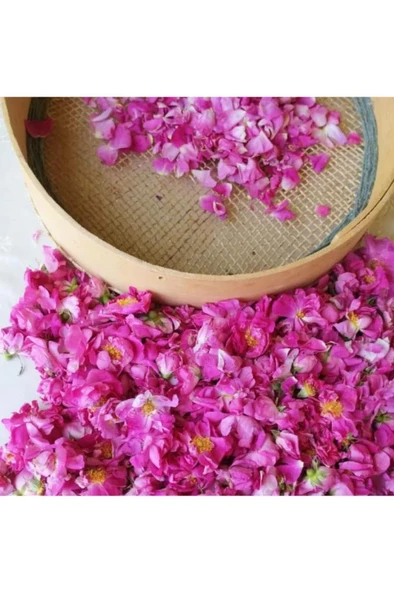 Gül Fidesi  Isparta Gülü Fidesi 10-20 cm - Resim 3