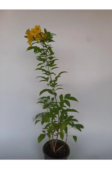 Sarı Acem Borusu Çiçeği Fidanı 40-60 Cm - 3