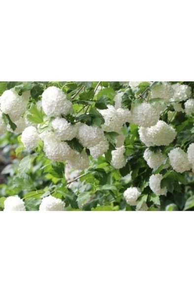 Kartopu Çiçeği Fidanı 40-60 Cm - Resim 2