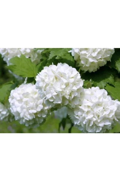 Kartopu Çiçeği Fidanı 40-60 Cm - Resim 3