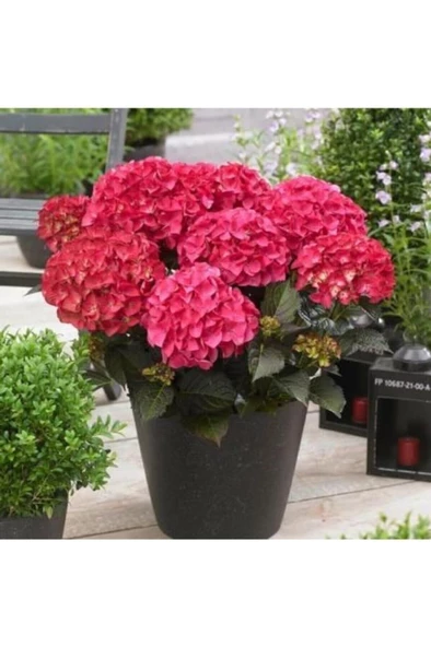 Pembe Renk Ortanca Çiçeği Fidanı 10-20 cm