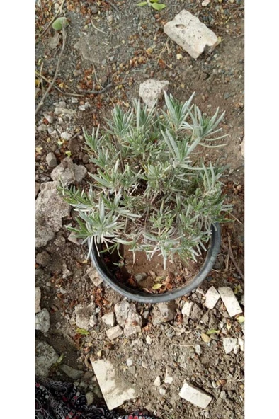 Lavanta Fidanı Saksıda Lavanta Fidesi - 3