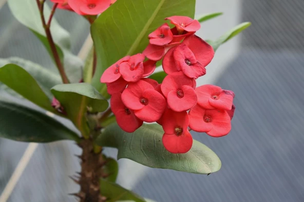 Dikenler Tacı Japon Iğnesi Euphorbia Milii Toprağı 3 kğ - 3