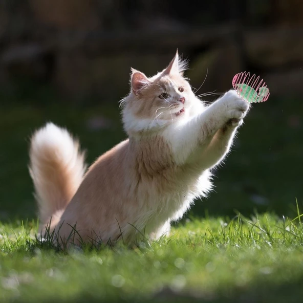 BUFFER® Yaylı Metal Fareli Kafes Kedi Oyun Topu Sıçrayan Spiral Kedi Topu - 5