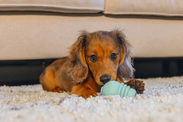 Beeztees  Yavru Köpek Sumo Mını Dental Oyuncak Xs - 2