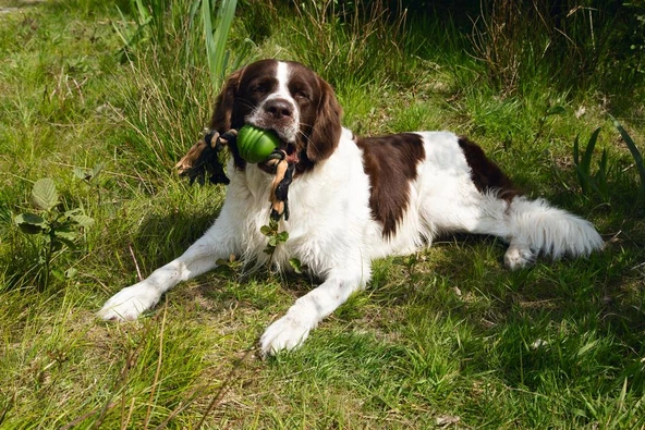 Beeztees İpli Yeşil Top 31,8x7,9x7,9 - Resim 2