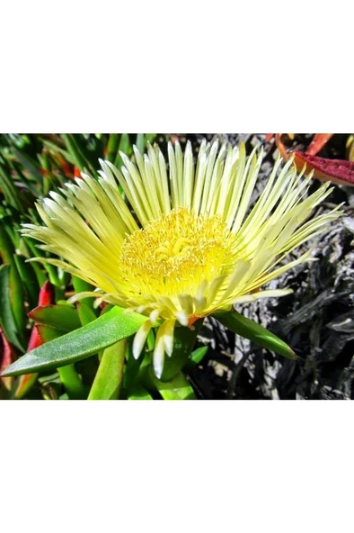 Kaz Ayağı Çiçeği Yer Örtücü Bitki 2 Adet (carpobrotus Acinaciformis)