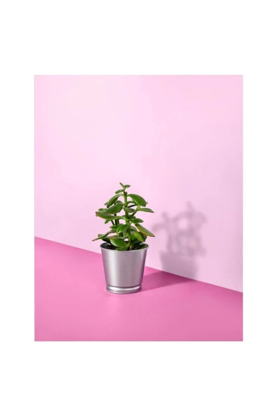 Bıntje Galvanizli Çelik Saksı - 9 Cm - 5