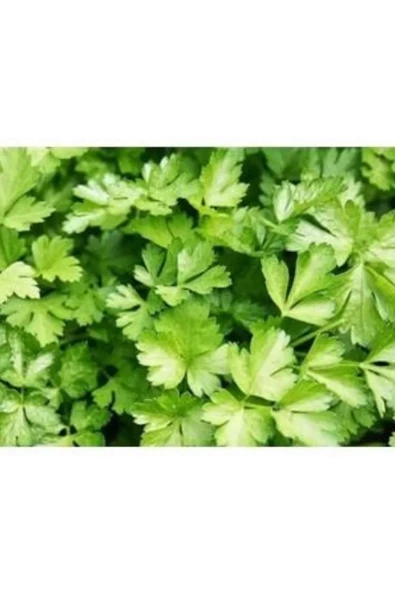 Agrokar Maydanoz Tohumu 25gr 1 Paket - 2