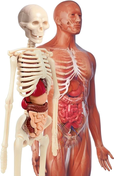 Clementoni 64297 İlk Keşiflerim İnsan Anatomisi - 2