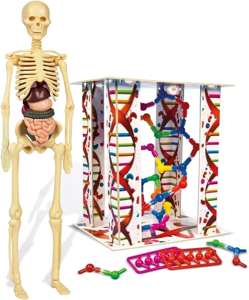 Clementoni 64297 İlk Keşiflerim İnsan Anatomisi - 3