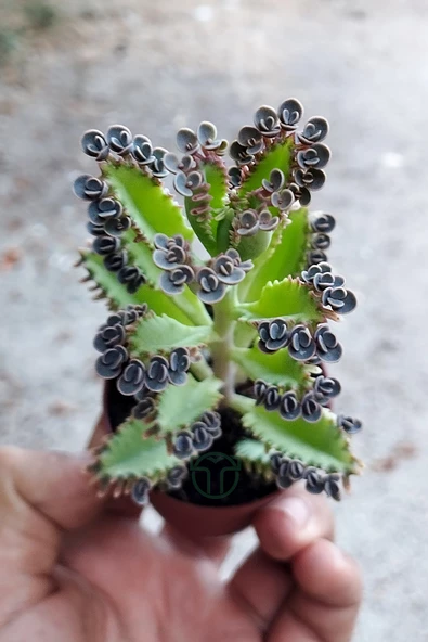 Binlerin anası gri aşkın gözyaşları çiçeği özel tür Kalanchoe Daigremontiana 5.5 cm saksıda