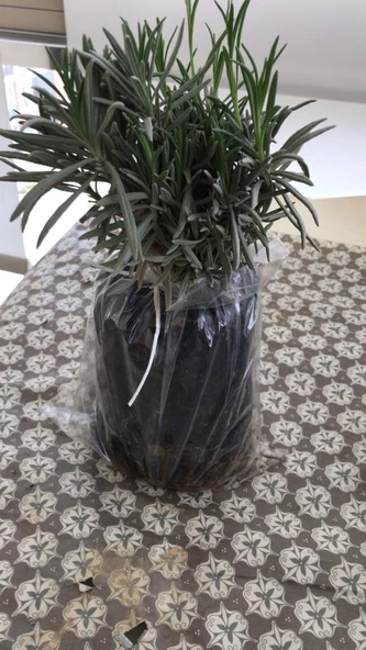 Lavanta Fidanı 15-25 Cm 10 Adet Mezarlık Kabristan İçin - 5