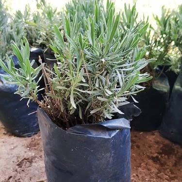 5 Li Bitki Fidan Çiçek Seti 10-20 cm - 3