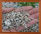 Kültür Mantarı Tohumu  100 gr Beyaz Şapkalı Mantar Miseli 500 grm Torf Hediye - 1