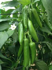 MEKSİKA JALAPENO KIRMIZI ACI BİBER TOHUMU 5 TOHUM + SÜPRİZ TOHUM - 2