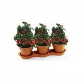 Cherry Saksılık Domates Tohumu 10 Tohum + Süpriz Hediye Tohum - 1