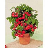 Cherry Saksılık Domates Tohumu 10 Tohum + Süpriz Hediye Tohum - 3