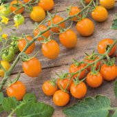 Cherry Turuncu Domates Tohumu Ekim Seti 5 Tohum +Saksı+Toprak - 3