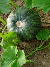 Nadir İthal İri Yeşil Bal Kabağı Tohumu Kabak Tohumu thumbnail 3