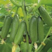 İthal Sırık Salatalık Tohumu Ekim Seti 5 Tohum + Saksı+Toprak - 3