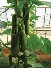 İthal Sırık Salatalık Tohumu Ekim Seti 5 Tohum + Saksı+Toprak - 4