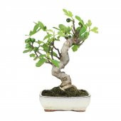 İthal Yeşil İncir Bonzai Ağacı Tohumu Ekim Seti 5 Tohum +Saksı+To - 1