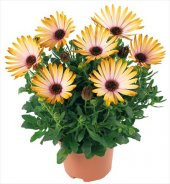 Gazanya Çiçeği Tohumu Koyun Gözü Tohumu 5 Tohum +Süpriz Hediye thumbnail 1