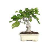 İthal Yeşil İncir Bonzai Ağacı Tohumu Ekim Seti 5 Tohum +Saksı+To - 2