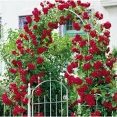 Kırmızı Sarmaşık Gül Tohumu Ekim Seti 5 Tohum + Saksı + Toprak - 1