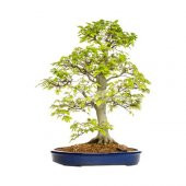 Bodur Hambeles Ağacı Bonzai Ağacı Ekim Seti 5 Tohum Saksı+Toprak - 2