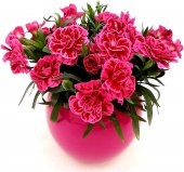 Karışık Garofano Çiçeği Tohumu 5 Tohum Çiçek Tohumu + Süpriz Hedi - 1