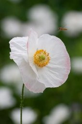 Beyaz Gelincik Çiçeği Tohumu 25 Tohum Çiçek Tohumu + Süpriz thumbnail 2