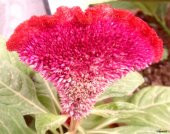 Celosia Horozibiği Çiçeği Ekim Seti 5 Tohum Horoz +Saksı+Topra - 2
