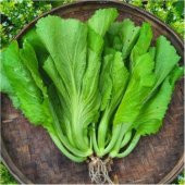 Nadir İthal Çin Hardalı Tohumu 20 Tohum Hardal Tohumu + Süpriz thumbnail 2