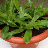 Nadir Çin Kişniş Tohumu 20 Tohum + Süpriz Hediye Tohum thumbnail 2