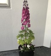 Karışık Hezaren Çiçeği Tohumu 5 Tohum Çiçek Tohumu + Süpriz Hediy - 2