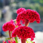 Celosia Horozibiği Çiçeği Ekim Seti 5 Tohum Horoz +Saksı+Topra - 3