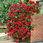 Kırmızı Sarmaşık Gül Tohumu Ekim Seti 5 Tohum + Saksı + Toprak - 3